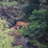 La femelle lynx et ses deux petits ont été photographiés par un chasseur près de Zernez (GR).